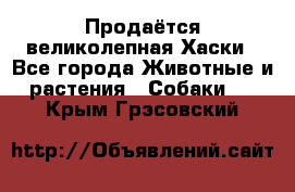 Продаётся великолепная Хаски - Все города Животные и растения » Собаки   . Крым,Грэсовский